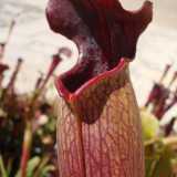 Sarracenia alata